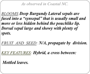 As observed in Coastal NC.

BLOOMS:Deep Burgundy Lateral sepals are fused into a “synsepal” that is usually small and more or less hidden behind the pouchlike lip. Dorsal sepal large and showy with plenty of spots.

FRUIT  AND  SEED: N/A, propagate by  division.

KEY FEATURES: Hybrid, a cross between:

 Mottled leaves.
