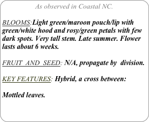 As observed in Coastal NC.

BLOOMS:Light green/maroon pouch/lip with green/white hood and rosy/green petals with few dark spots. Very tall stem. Late summer. Flower lasts about 6 weeks.

FRUIT  AND  SEED: N/A, propagate by  division.

KEY FEATURES: Hybrid, a cross between:

Mottled leaves.