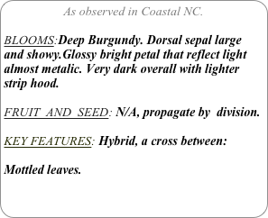 As observed in Coastal NC.

BLOOMS:Deep Burgundy. Dorsal sepal large and showy.Glossy bright petal that reflect light almost metalic. Very dark overall with lighter  strip hood.

FRUIT  AND  SEED: N/A, propagate by  division.

KEY FEATURES: Hybrid, a cross between:

Mottled leaves.