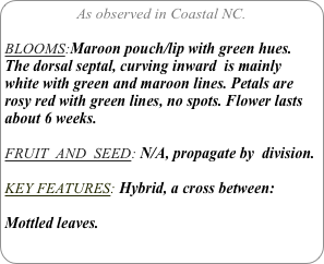 As observed in Coastal NC.

BLOOMS:Maroon pouch/lip with green hues. The dorsal septal, curving inward  is mainly white with green and maroon lines. Petals are rosy red with green lines, no spots. Flower lasts about 6 weeks.

FRUIT  AND  SEED: N/A, propagate by  division.

KEY FEATURES: Hybrid, a cross between:

Mottled leaves.
