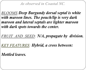 As observed in Coastal NC.

BLOOMS:Deep Burgundy dorsal septal is white with maroon lines. The pouch/lip is very dark maroon and lateral septals are lighter maroon with dark spots towards the center.

FRUIT  AND  SEED: N/A, propagate by  division.

KEY FEATURES: Hybrid, a cross between:

Mottled leaves.