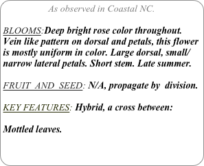 As observed in Coastal NC.

BLOOMS:Deep bright rose color throughout. Vein like pattern on dorsal and petals, this flower is mostly uniform in color. Large dorsal, small/narrow lateral petals. Short stem. Late summer.

FRUIT  AND  SEED: N/A, propagate by  division.

KEY FEATURES: Hybrid, a cross between:

Mottled leaves.