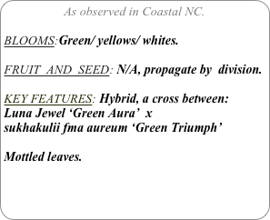 As observed in Coastal NC.

BLOOMS:Green/ yellows/ whites.

FRUIT  AND  SEED: N/A, propagate by  division.

KEY FEATURES: Hybrid, a cross between:
Luna Jewel ‘Green Aura’  xsukhakulii fma aureum ‘Green Triumph’

Mottled leaves.