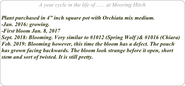 A year cycle in the life of ...... at Mooring Hitch

Plant purchased in 4” inch square pot with Orchiata mix medium.
-Jan. 2016: growing.
-First bloom Jan. 8, 2017
Sept. 2018: Blooming. Very similar to #1012 (Spring Wolf )& #1016 (Chiara)
Feb. 2019: Blooming however, this time the bloom has a defect. The pouch has grown facing backwards. The bloom look strange before it open, short stem and sort of twisted. It is still pretty.