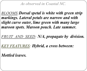 As observed in Coastal NC.

BLOOMS:Dorsal spetal is white with green strip markings. Lateral petals are narrow and with slight curve outer, lime green with many large maroon spots. Maroon pouch. Late summer.

FRUIT  AND  SEED: N/A, propagate by  division.

KEY FEATURES: Hybrid, a cross between:

Mottled leaves.