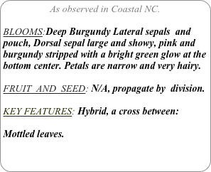As observed in Coastal NC.

BLOOMS:Deep Burgundy Lateral sepals  and pouch, Dorsal sepal large and showy, pink and burgundy stripped with a bright green glow at the bottom center. Petals are narrow and very hairy.

FRUIT  AND  SEED: N/A, propagate by  division.

KEY FEATURES: Hybrid, a cross between:

Mottled leaves.