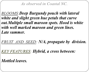 As observed in Coastal NC.

BLOOMS:Deep Burgundy pouch with lateral white and slight green hue petals that curve out.Multiple small maroon spots. Hood is white with well marked maroon and green lines.
Late summer.

FRUIT  AND  SEED: N/A, propagate by  division.

KEY FEATURES: Hybrid, a cross between:

Mottled leaves.