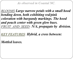 As observed in Coastal NC.

BLOOMS:Large narrow petals with a small hood bending down, both exhibiting red/pink coloration with burgundy markings. The hood and pouch center with green glow hues. 
FRUIT  AND  SEED: N/A, propagate by  division.

KEY FEATURES: Hybrid, a cross between:

Mottled leaves.