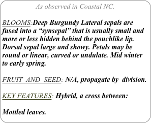 As observed in Coastal NC.

BLOOMS:Deep Burgundy Lateral sepals are fused into a “synsepal” that is usually small and more or less hidden behind the pouchlike lip. Dorsal sepal large and showy. Petals may be round or linear, curved or undulate. Mid winter to early spring.

FRUIT  AND  SEED: N/A, propagate by  division.

KEY FEATURES: Hybrid, a cross between:

Mottled leaves.