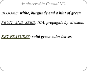 As observed in Coastal NC.

BLOOMS: withe, burgundy and a hint of green

FRUIT  AND  SEED: N/A, propagate by  division.


KEY FEATURES: solid green color leaves.
