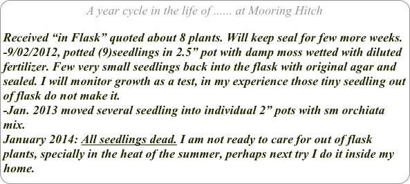 A year cycle in the life of ...... at Mooring Hitch

Received “in Flask” quoted about 8 plants. Will keep seal for few more weeks.
-9/02/2012, potted (9)seedlings in 2.5” pot with damp moss wetted with diluted fertilizer. Few very small seedlings back into the flask with original agar and sealed. I will monitor growth as a test, in my experience those tiny seedling out of flask do not make it.
-Jan. 2013 moved several seedling into individual 2” pots with sm orchiata mix.
January 2014: All seedlings dead. I am not ready to care for out of flask plants, specially in the heat of the summer, perhaps next try I do it inside my home.  