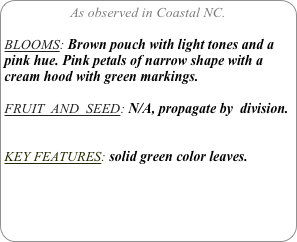 As observed in Coastal NC.

BLOOMS: Brown pouch with light tones and a pink hue. Pink petals of narrow shape with a cream hood with green markings.

FRUIT  AND  SEED: N/A, propagate by  division.


KEY FEATURES: solid green color leaves.