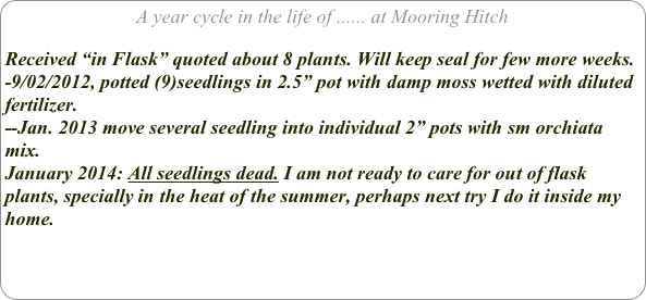 A year cycle in the life of ...... at Mooring Hitch

Received “in Flask” quoted about 8 plants. Will keep seal for few more weeks.
-9/02/2012, potted (9)seedlings in 2.5” pot with damp moss wetted with diluted fertilizer.
--Jan. 2013 move several seedling into individual 2” pots with sm orchiata mix.
January 2014: All seedlings dead. I am not ready to care for out of flask plants, specially in the heat of the summer, perhaps next try I do it inside my home.  
