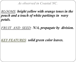 As observed in Coastal NC.

BLOOMS: bright yellow with orange tones in the pouch and a touch of white parkings in  wavy petals.

FRUIT  AND  SEED: N/A, propagate by  division.


KEY FEATURES: solid green color leaves.