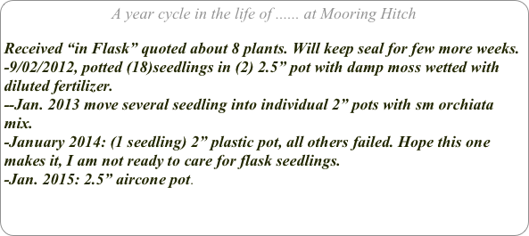 A year cycle in the life of ...... at Mooring Hitch

Received “in Flask” quoted about 8 plants. Will keep seal for few more weeks.
-9/02/2012, potted (18)seedlings in (2) 2.5” pot with damp moss wetted with diluted fertilizer.
--Jan. 2013 move several seedling into individual 2” pots with sm orchiata mix.
-January 2014: (1 seedling) 2” plastic pot, all others failed. Hope this one makes it, I am not ready to care for flask seedlings.
-Jan. 2015: 2.5” aircone pot.