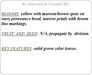 As observed in Coastal NC.

BLOOMS: yellow with maroon/brown spots on wavy pronounce hood, narrow petals with brown line markings.

FRUIT  AND  SEED: N/A, propagate by  division.


KEY FEATURES: solid green color leaves.