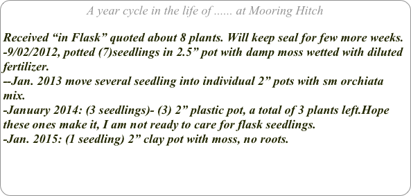 A year cycle in the life of ...... at Mooring Hitch

Received “in Flask” quoted about 8 plants. Will keep seal for few more weeks.
-9/02/2012, potted (7)seedlings in 2.5” pot with damp moss wetted with diluted fertilizer.
--Jan. 2013 move several seedling into individual 2” pots with sm orchiata mix.
-January 2014: (3 seedlings)- (3) 2” plastic pot, a total of 3 plants left.Hope these ones make it, I am not ready to care for flask seedlings.
-Jan. 2015: (1 seedling) 2” clay pot with moss, no roots.


  