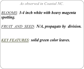 As observed in Coastal NC.

BLOOMS: 3-4 inch white with heavy magenta spotting.

FRUIT  AND  SEED: N/A, propagate by  division.


KEY FEATURES: solid green color leaves.
