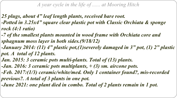 A year cycle in the life of ...... at Mooring Hitch

25 plugs, about 4” leaf length plants, received bare root.-Potted in 3.25x4” square clear plastic pot with Classic Orchiata & sponge rock (4:1 ratio)
-7 of the smallest plants mounted in wood frame with Orchiata core and sphagnum moss layer in both sides.(9/18/12)
-January 2014: (11) 4” plastic pot,(1)severely damaged in 3” pot, (1) 2” plastic pot. A  total of 12 plants.
Jan. 2015: 3 ceramic pots multi-plants. Total of (13) plants.
-Jan. 2016: 3 ceramic pots multiplants, + (3) sm. aircone pots.
-Feb. 2017:(1/3) ceramic/white/med. Only 1 container found?, mis-recorded previous?. A total of 3 plants in one pot.
-June 2021: one plant died in combo. Total of 2 plants remain in 1 pot.