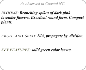 As observed in Coastal NC.

BLOOMS: Branching spikes of dark pink lavender flowers. Excellent round form. Compact plants. 

FRUIT  AND  SEED: N/A, propagate by  division.


KEY FEATURES: solid green color leaves.