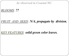 As observed in Coastal NC.

BLOOMS: ?? 

FRUIT  AND  SEED: N/A, propagate by  division.


KEY FEATURES: solid green color leaves.