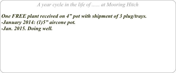 A year cycle in the life of ...... at Mooring Hitch

One FREE plant received on 4” pot with shipment of 3 plug/trays.
-January 2014: (1)5” aircone pot.
-Jan. 2015. Doing well.





  