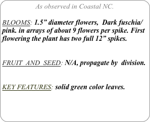 As observed in Coastal NC.

BLOOMS: 1.5” diameter flowers,  Dark fuschia/pink. in arrays of about 9 flowers per spike. First flowering the plant has two full 12” spikes. 

FRUIT  AND  SEED: N/A, propagate by  division.


KEY FEATURES: solid green color leaves.