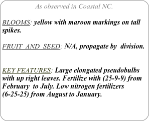 As observed in Coastal NC.

BLOOMS: yellow with maroon markings on tall spikes.

FRUIT  AND  SEED: N/A, propagate by  division.


KEY FEATURES: Large elongated pseudobulbs with up right leaves. Fertilize with (25-9-9) from February  to July. Low nitrogen fertilizers (6-25-25) from August to January.
