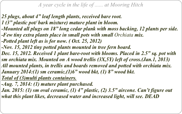 A year cycle in the life of ...... at Mooring Hitch

25 plugs, about 4” leaf length plants, received bare root.
1 (3” plastic pot/ bark mixture) mature plant in bloom.
-Mounted all plugs on 18” long cedar plank with moss backing, 12 plants per side. 
-Few tiny extra plants place in small pots with small Orchiata mix. 
-Potted plant left as is for now. ( Oct. 25, 2012)
-Nov. 15, 2012 tiny potted plants mounted in tree fern board.
Dec. 15, 2012. Received 1 plant bare-root with blooms. Placed in 2.5” sq. pot with sm orchiata mix. Mounted on A wood trellis (3X,5Y) left of cross.(Jan.1, 2013)
All mounted plants, in trellis and boards removed and potted with orchiata mix.
January 2014:(1) sm ceramic,(1)6” wood bkt, (1) 8” wood bkt. 
Total of (3)multi plants containers.
-Aug. 7, 2014: (1) mature plant purchased.
Jan. 2015: (1) sm oval ceramic, (1) 4” plastic, (2) 3.5” aircone. Can’t figure out what this plant likes, decreased water and increased light, will see. DEAD