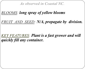 As observed in Coastal NC.

BLOOMS: long spray of yellow blooms

FRUIT  AND  SEED: N/A, propagate by  division.


KEY FEATURES: Plant is a fast grower and will quickly fill any container.