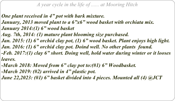 A year cycle in the life of ...... at Mooring Hitch

One plant received in 4” pot with bark mixture.
January, 2013 moved plant to a 6”x6” wood basket with orchiata mix.
January 2014:(1) 6” wood basket
Aug. 7th, 2014: (1) mature plant blooming size purchased.
Jan. 2015: (1) 6” orchid clay pot, (1) 6” wood basket. Plant enjoys high light.
Jan. 2016: (1) 6” orchid clay pot. Doind well. No other plants  found.
-Feb. 2017:(1) clay 6” short. Doing well, hold water during winter or it looses leaves.
-March 2018: Moved from 6” clay pot to:(#1) 6” Woodbasket.
-March 2019: (#2) arrived in 4” plastic pot.
June 22,2023: (#1) 6” basket divided into 4 pieces. Mounted all (4) @JCT