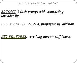 As observed in Coastal NC.

BLOOMS: 5 inch orange with contrasting lavender lip.

FRUIT  AND  SEED: N/A, propagate by  division.


KEY FEATURES: very long narrow stiff leaves