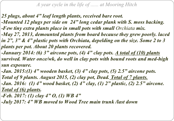 A year cycle in the life of ...... at Mooring Hitch

25 plugs, about 4” leaf length plants, received bare root.
-Mounted 12 plugs per side on  24” long cedar plank with S. moss backing.
-Few tiny extra plants place in small pots with small Orchiata mix.
-May 27, 2013, demounted plants from board because they grew poorly. laced in 2”, 3” & 4” plastic pots with Orchiata, depelding on the size. Some 2 to 3 plants per pot. About 20 plants recovered.
-January 2014: (6) 3” aircone pots, (4) 4” clay pots. A total of (10) plants survived. Water once/wk, do well in clay pots with bound roots and med-high sun exposure.
-Jan. 2015:(1) 4” wooden basket, (3) 4” clay pots, (5) 2.5” aircone pots.
Total of 9 plants. August 2015, (2) clay pot, Dead. Total of 7 plants.
-Jan. 2016:  (1) 4” wood basket, (2) 4” clay, (1) 2” plastic, (2) 2.5” aircone. Total of (6) plants.
-Feb. 2017: (1) clay 4” O, (1) WB 4”
-July 2017: 4” WB moved to Wood Tree main trunk /last down