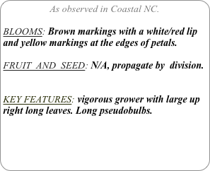 As observed in Coastal NC.

BLOOMS: Brown markings with a white/red lip and yellow markings at the edges of petals.

FRUIT  AND  SEED: N/A, propagate by  division.


KEY FEATURES: vigorous grower with large up right long leaves. Long pseudobulbs.