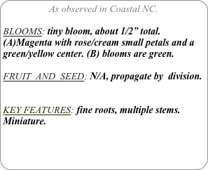 As observed in Coastal NC.

BLOOMS: tiny bloom, about 1/2” total. (A)Magenta with rose/cream small petals and a green/yellow center. (B) blooms are green.

FRUIT  AND  SEED: N/A, propagate by  division.


KEY FEATURES: fine roots, multiple stems. Miniature.