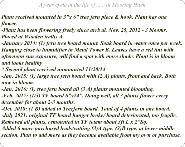 A year cycle in the life of ...... at Mooring Hitch

Plant received mounted in 3”x 6” tree fern piece & hook. Plant has one flower.
-Plant has been flowering freely since arrival. Nov. 25, 2012 - 3 blooms. Placed at Wooden trellis A.
-January 2014: (1) fern tree board mount. Soak board in water once per week.
Hanging close to humidifier in Metal Tower B. Leaves have a red tint with afternoon sun exposure, will find a spot with more shade. Plant is in bloom and looks healthy
Second plant received unmounted 11/20/14
-Jan. 2015: (1) large tree fern board with (2 A) plants, front and back. Both now in bloom.
-Jan. 2016: (1) tree fern board all (3 A) plants mounted blooming.
-Feb. 2017: (1/3) TF board 6”x24”. Doing well, all 3 plants flower every december for about 2-3 months.
-Oct. 2018: (1 B) added to Treefern board. Total of 4 plants in one board.
-July 2021: original TF board hanger broke/ board deteriorated, too fragile.
Removed all plants, remounted in TF totem about 3ft L x 2”Sq.
Added 6 more purchased leads/cutting (3)A type, (3)B type. at lower middle section. Plan to add more as they become available from my own or purchase.
