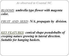 As observed in Coastal NC.

BLOOMS: umbrella type flower with magenta color.

FRUIT  AND  SEED: N/A, propagate by  division.


KEY FEATURES: conical shape pseudobulbs of creeping nature growing in lateral direction. Suitable for hanging baskets.