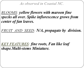 As observed in Coastal NC.

BLOOMS: yellow flowers with maroon fine specks all over. Spike inflorescence grows from center of fan leaves.

FRUIT  AND  SEED: N/A, propagate by  division.


KEY FEATURES: fine roots, Fan like leaf shape.Multi-stems Miniature.