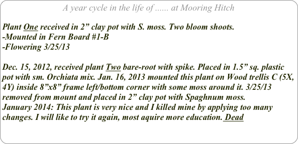 A year cycle in the life of ...... at Mooring Hitch

Plant One received in 2” clay pot with S. moss. Two bloom shoots.
-Mounted in Fern Board #1-B
-Flowering 3/25/13

Dec. 15, 2012, received plant Two bare-root with spike. Placed in 1.5” sq. plastic pot with sm. Orchiata mix. Jan. 16, 2013 mounted this plant on Wood trellis C (5X,4Y) inside 8”x8” frame left/bottom corner with some moss around it. 3/25/13 removed from mount and placed in 2” clay pot with Spaghnum moss.
January 2014: This plant is very nice and I killed mine by applying too many changes. I will like to try it again, most aquire more education. Dead