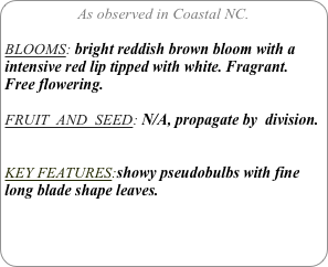 As observed in Coastal NC.

BLOOMS: bright reddish brown bloom with a intensive red lip tipped with white. Fragrant. Free flowering.

FRUIT  AND  SEED: N/A, propagate by  division.


KEY FEATURES:showy pseudobulbs with fine long blade shape leaves.