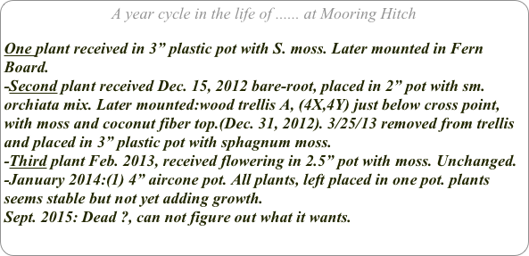 A year cycle in the life of ...... at Mooring Hitch

One plant received in 3” plastic pot with S. moss. Later mounted in Fern Board.
-Second plant received Dec. 15, 2012 bare-root, placed in 2” pot with sm. orchiata mix. Later mounted:wood trellis A, (4X,4Y) just below cross point, with moss and coconut fiber top.(Dec. 31, 2012). 3/25/13 removed from trellis and placed in 3” plastic pot with sphagnum moss.
-Third plant Feb. 2013, received flowering in 2.5” pot with moss. Unchanged.
-January 2014:(1) 4” aircone pot. All plants, left placed in one pot. plants seems stable but not yet adding growth.
Sept. 2015: Dead ?, can not figure out what it wants.