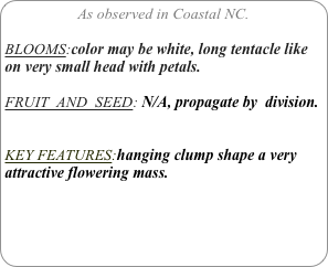 As observed in Coastal NC.

BLOOMS:color may be white, long tentacle like on very small head with petals.

FRUIT  AND  SEED: N/A, propagate by  division.


KEY FEATURES:hanging clump shape a very attractive flowering mass.