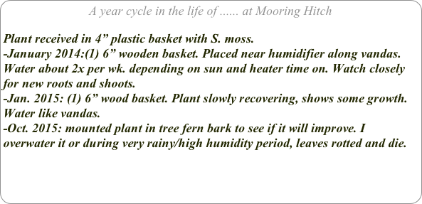A year cycle in the life of ...... at Mooring Hitch

Plant received in 4” plastic basket with S. moss.
-January 2014:(1) 6” wooden basket. Placed near humidifier along vandas. Water about 2x per wk. depending on sun and heater time on. Watch closely for new roots and shoots.
-Jan. 2015: (1) 6” wood basket. Plant slowly recovering, shows some growth. Water like vandas.
-Oct. 2015: mounted plant in tree fern bark to see if it will improve. I overwater it or during very rainy/high humidity period, leaves rotted and die.