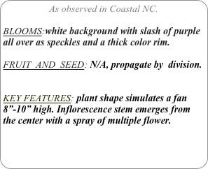 As observed in Coastal NC.

BLOOMS:white background with slash of purple all over as speckles and a thick color rim.

FRUIT  AND  SEED: N/A, propagate by  division.


KEY FEATURES: plant shape simulates a fan 8”-10” high. Inflorescence stem emerges from the center with a spray of multiple flower.
