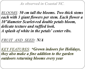As observed in Coastal NC.

BLOOMS: 50 cm tall the blooms. Two thick stems each with 3 giant flowers per stem. Each flower a 10”diameter Scarlet-red double petals bloom, delicate texture and ruffled look.
A splash of white in the petals’ center ribs.

FRUIT  AND  SEED: N/A

KEY FEATURES: *Grown indoors for Holidays, they also make a fine addition to the garden outdoors returning blooms every year 