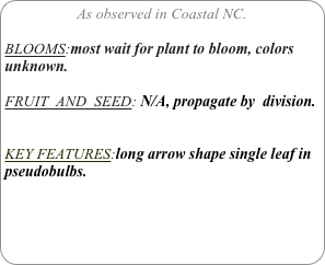 As observed in Coastal NC.

BLOOMS:most wait for plant to bloom, colors unknown.

FRUIT  AND  SEED: N/A, propagate by  division.


KEY FEATURES:long arrow shape single leaf in pseudobulbs.