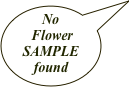 No 
Flower SAMPLE 
found