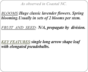 As observed in Coastal NC.

BLOOMS:Huge classic lavender flowers. Spring blooming.Usually in sets of 2 blooms per stem.

FRUIT  AND  SEED: N/A, propagate by  division.


KEY FEATURES:single long arrow shape leaf with elongated pseudobulbs.