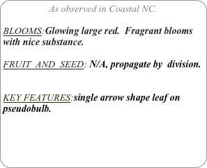As observed in Coastal NC.

BLOOMS:Glowing large red.  Fragrant blooms with nice substance.

FRUIT  AND  SEED: N/A, propagate by  division.


KEY FEATURES:single arrow shape leaf on pseudobulb.