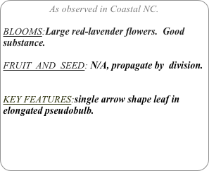 As observed in Coastal NC.

BLOOMS:Large red-lavender flowers.  Good substance.

FRUIT  AND  SEED: N/A, propagate by  division.


KEY FEATURES:single arrow shape leaf in elongated pseudobulb.